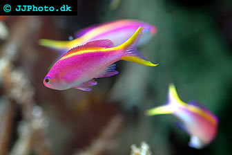 Marine aquarium fish - Anthias