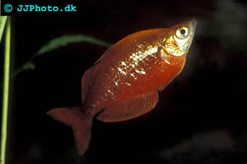 Red - Glossolepis incisus