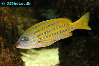 Blue Stripe Snapper Size