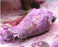 Fighting Conch 
