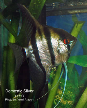 Boesemani Rainbow