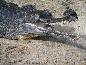 gavial