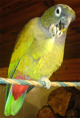 Scaly headed Parrot
