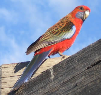 Crimson  Rosella